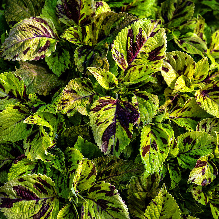 Folia Mosaic Coleus growing in the gardens at Baker Creek.