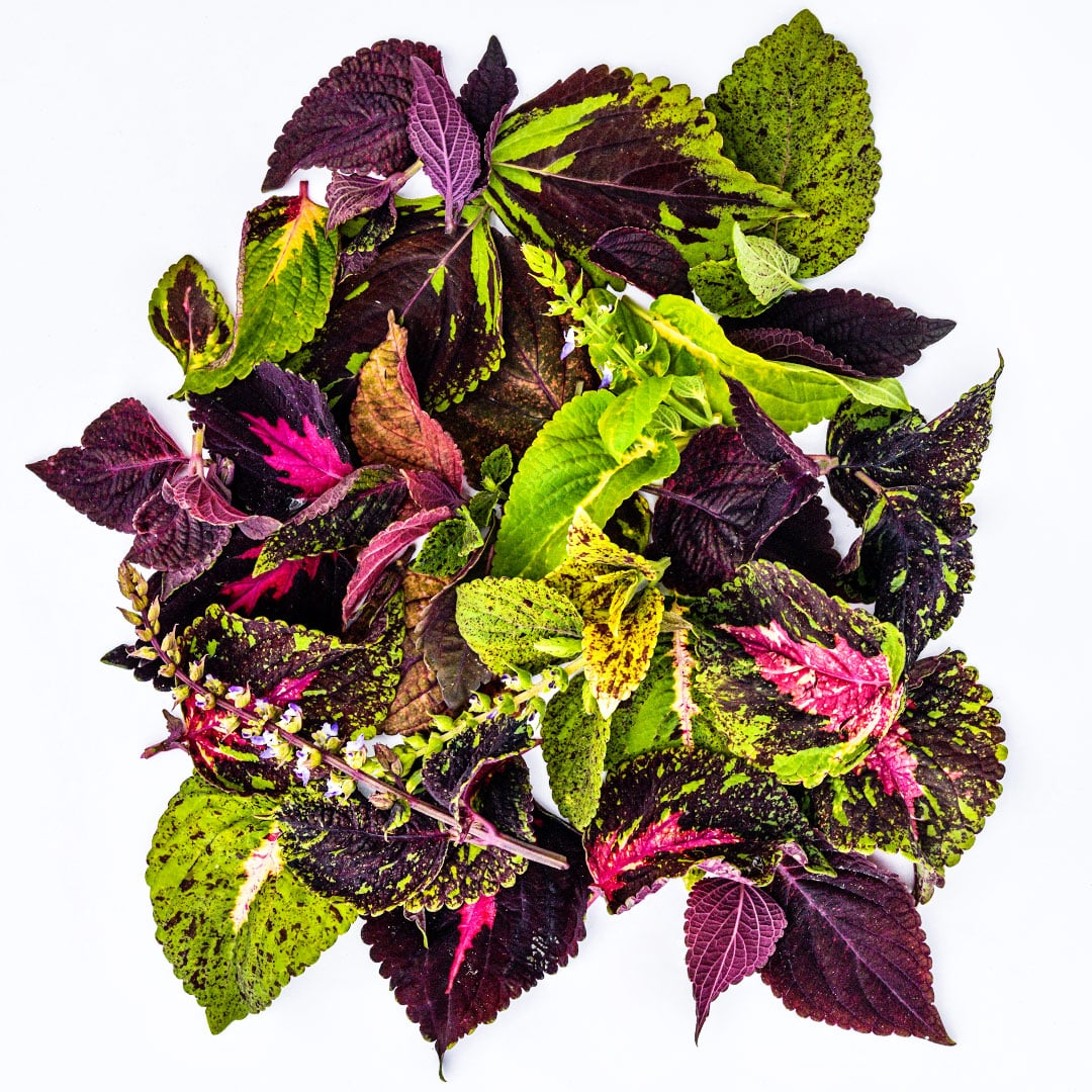 Pinto Mix Coleus leaves arranged on a white background.
