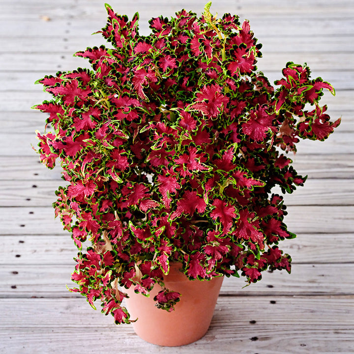 A Colocha Rose Coleus plant in pot sitting on the front porch of the Baker Creek Seed Store.