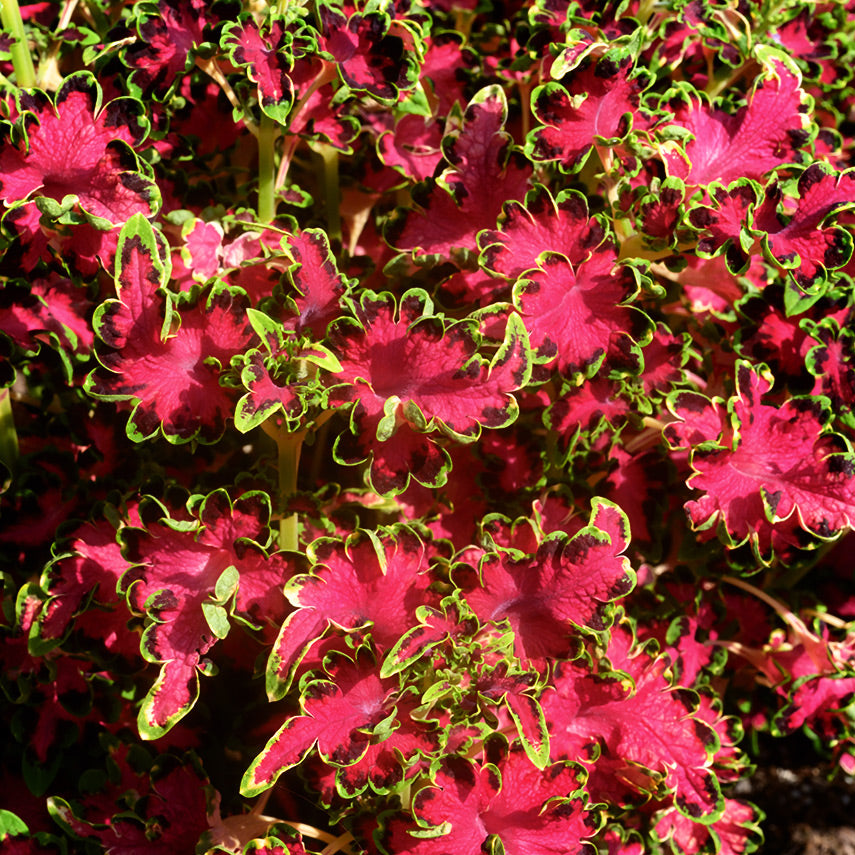 Colocha Rose Coleus growing in the gardens at Baker Creek.