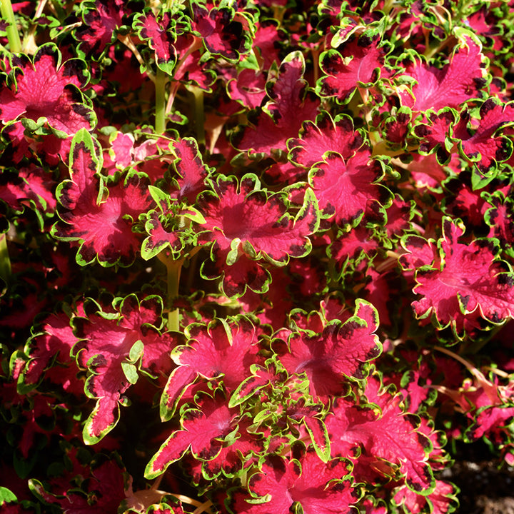 Colocha Rose Coleus growing in the gardens at Baker Creek.