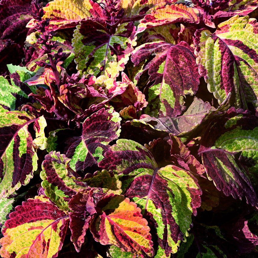 Folia Picasso Coleus plants growing in the trial gardens at Baker Creek.