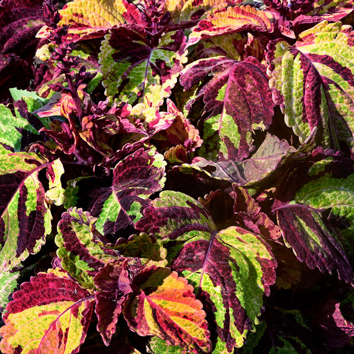 Folia Picasso Coleus plants growing in the trial gardens at Baker Creek.