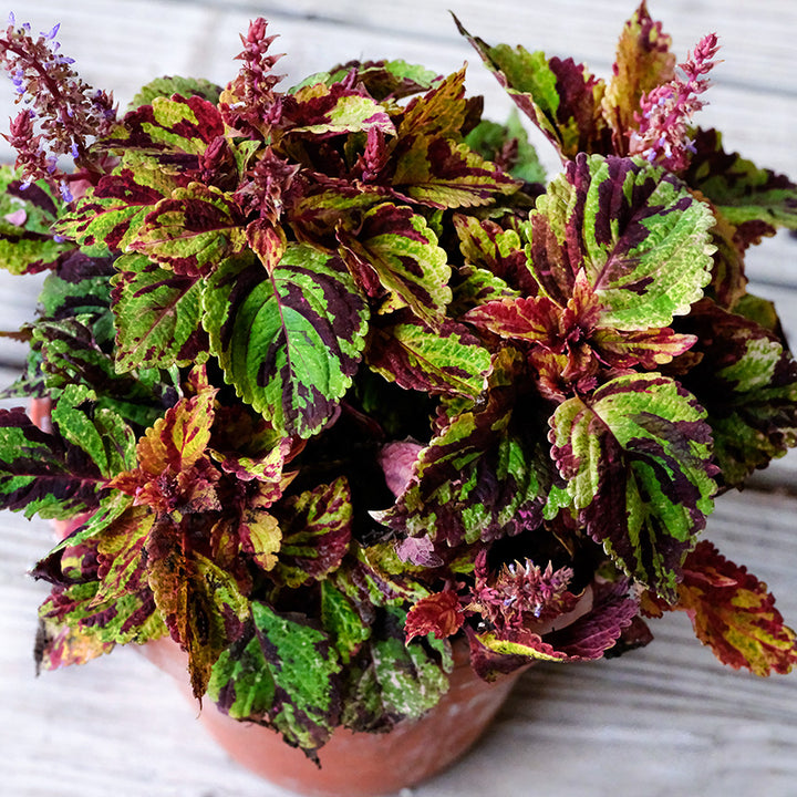 Folia Picasso Coleus plant in pot sitting on the front porch of the Baker Creek Seed Store.