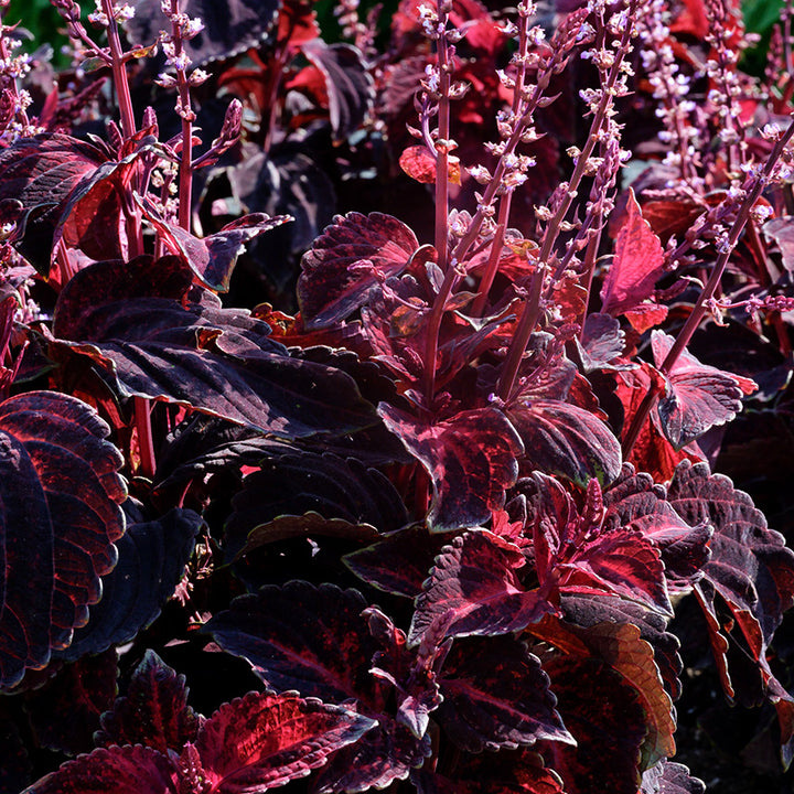 Folia Sunset Coleus plants growing happily in the trial gardens at Baker Creek.