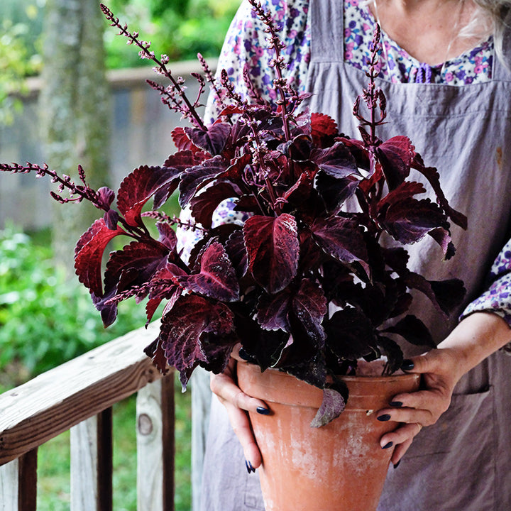 Woman in a flowered dress holding a pot with a Folia Sunset Coleus plant in it on the front porch of the Seed Store.