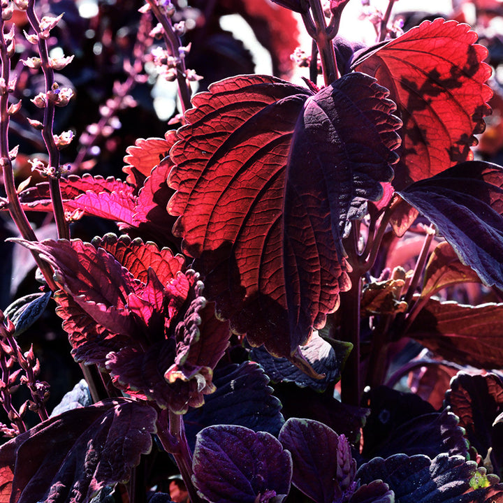 Backlit Folia Velvet Coleus growing in the garden at Baker Creek.