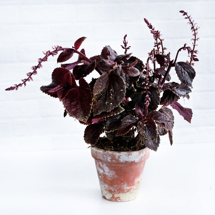 A potted Folia Velvet Coleus plant on a high key background.
