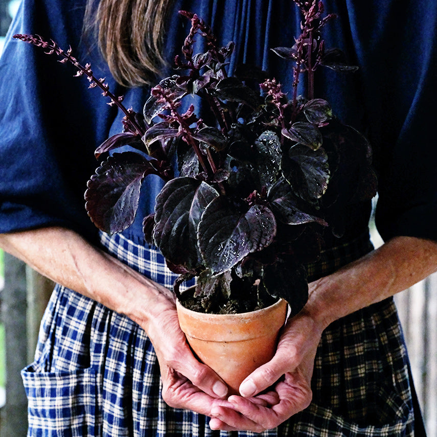 A woman in a checkered skirt is holding a potted Folia Velvet Coleus plant in a pot.