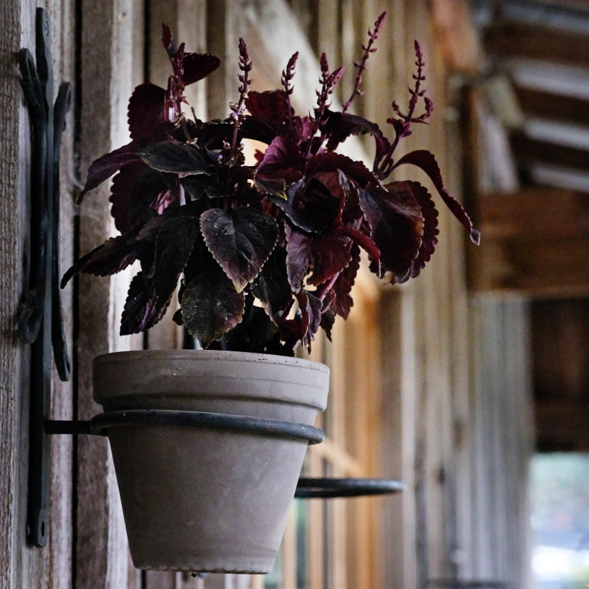 A potted Folia Velvet Coleus plant resting in a metal plant hanger in front of the Seed Store at Baker Creek.