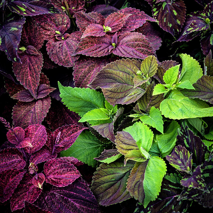 Pinto Mix Coleus growing in the tile garden at Baker Creek.