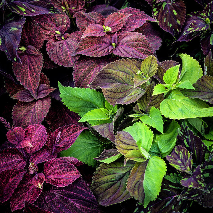 Pinto Mix Coleus growing in the tile garden at Baker Creek.