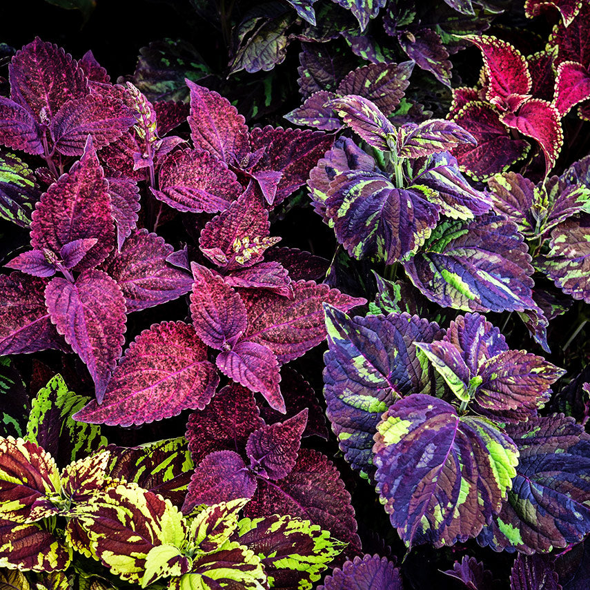 Pinto Mix Coleus growing in the tile garden in front of the Baker Creek Seed Store.