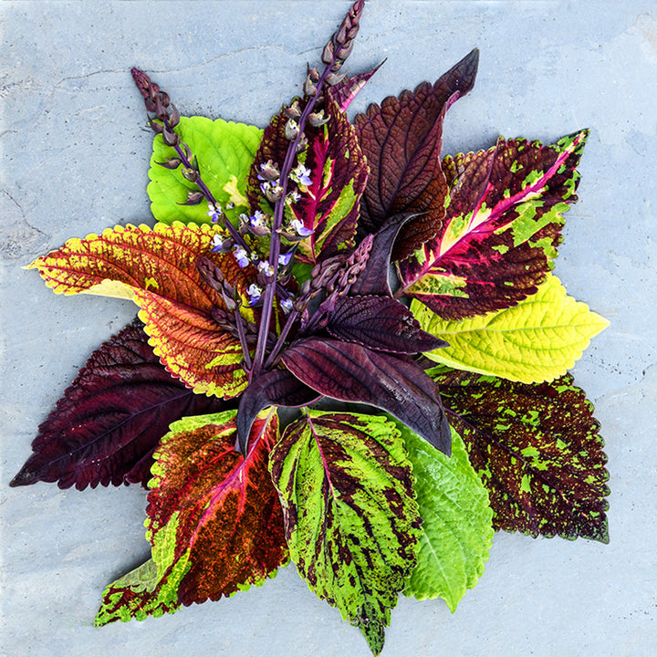 A circular design made of Pinto Mix Coleus leaves on a slate background.