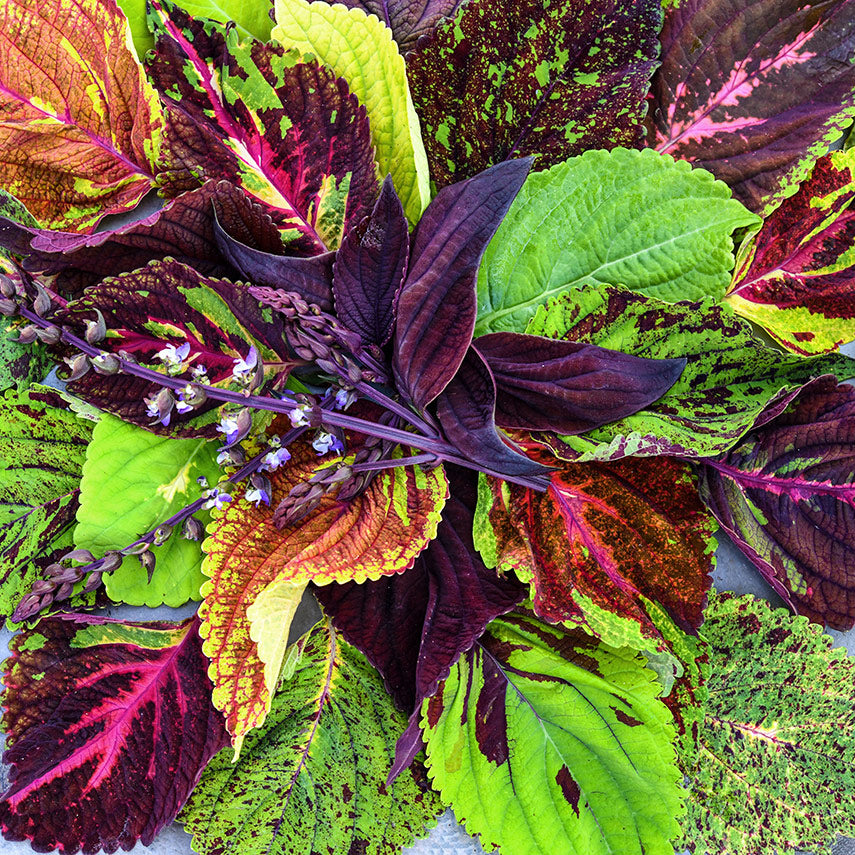 A close-up of colorful Pinto Mix Coleus leaves on a slate background.