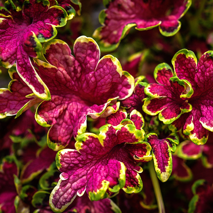 Close-up of Colocha Rose Coleus leaves growing in the trial gardens at Baker Creek.