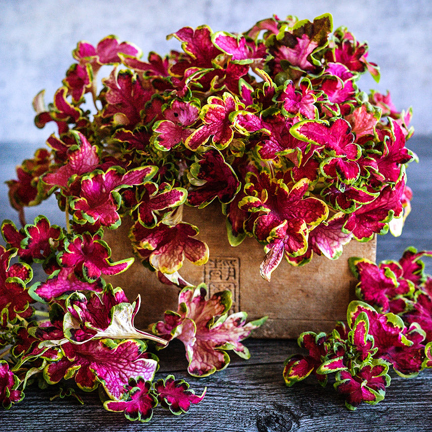 Colocha Rose Coleus leaves arranged in wooden box against a grey background.