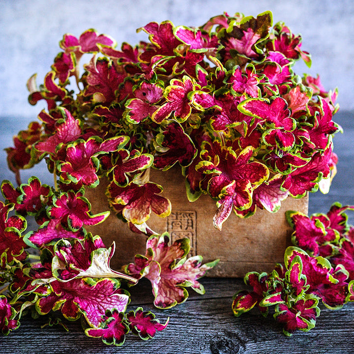 Colocha Rose Coleus leaves arranged in wooden box against a grey background.