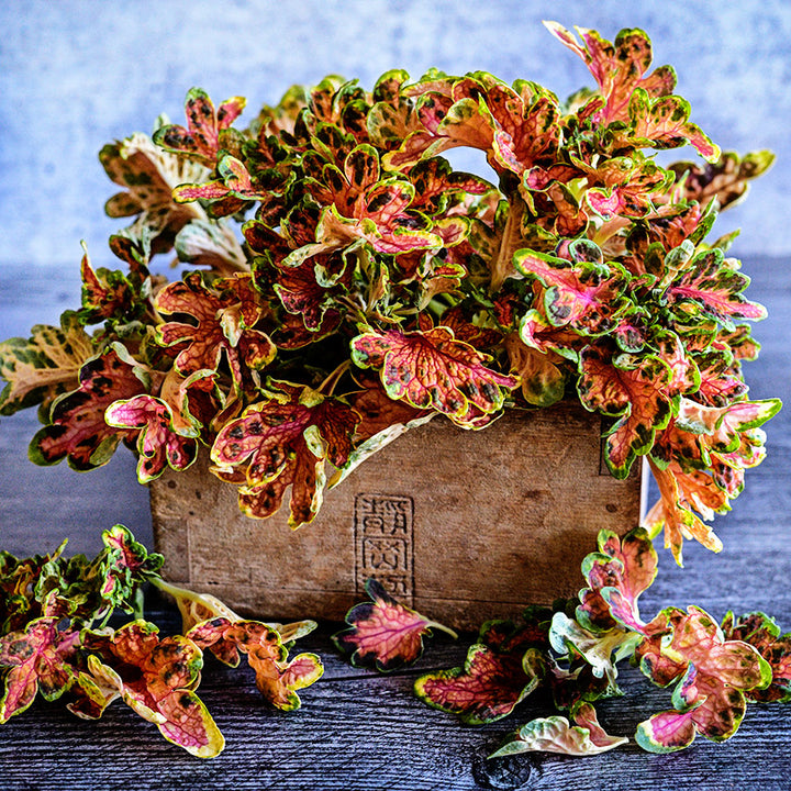 Colocha Sunset Coleus leaves arranged in a wooden box on a light grey background.