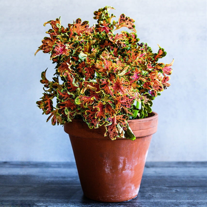A Colocha Sunset Coleus plant in pot sits on grey wood with a light background.