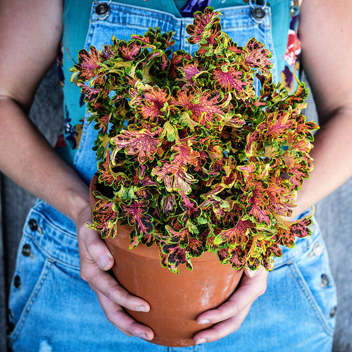 A gardener in overalls holding a potted Colocha Sunset Coleus plant.