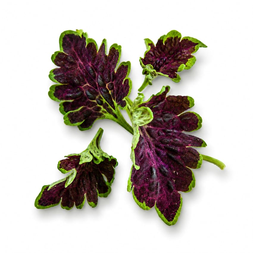 Chocolate Green coleus leaves on a white background.