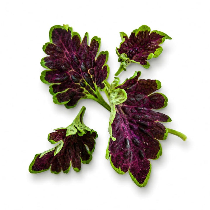 Chocolate Green coleus leaves on a white background.