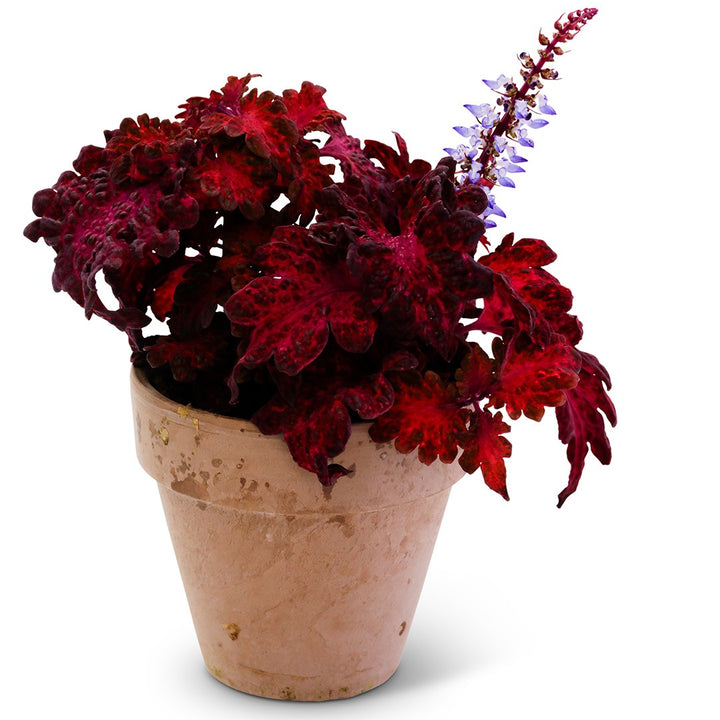 Colocha Red Coleus in a terracotta pot on a white background.