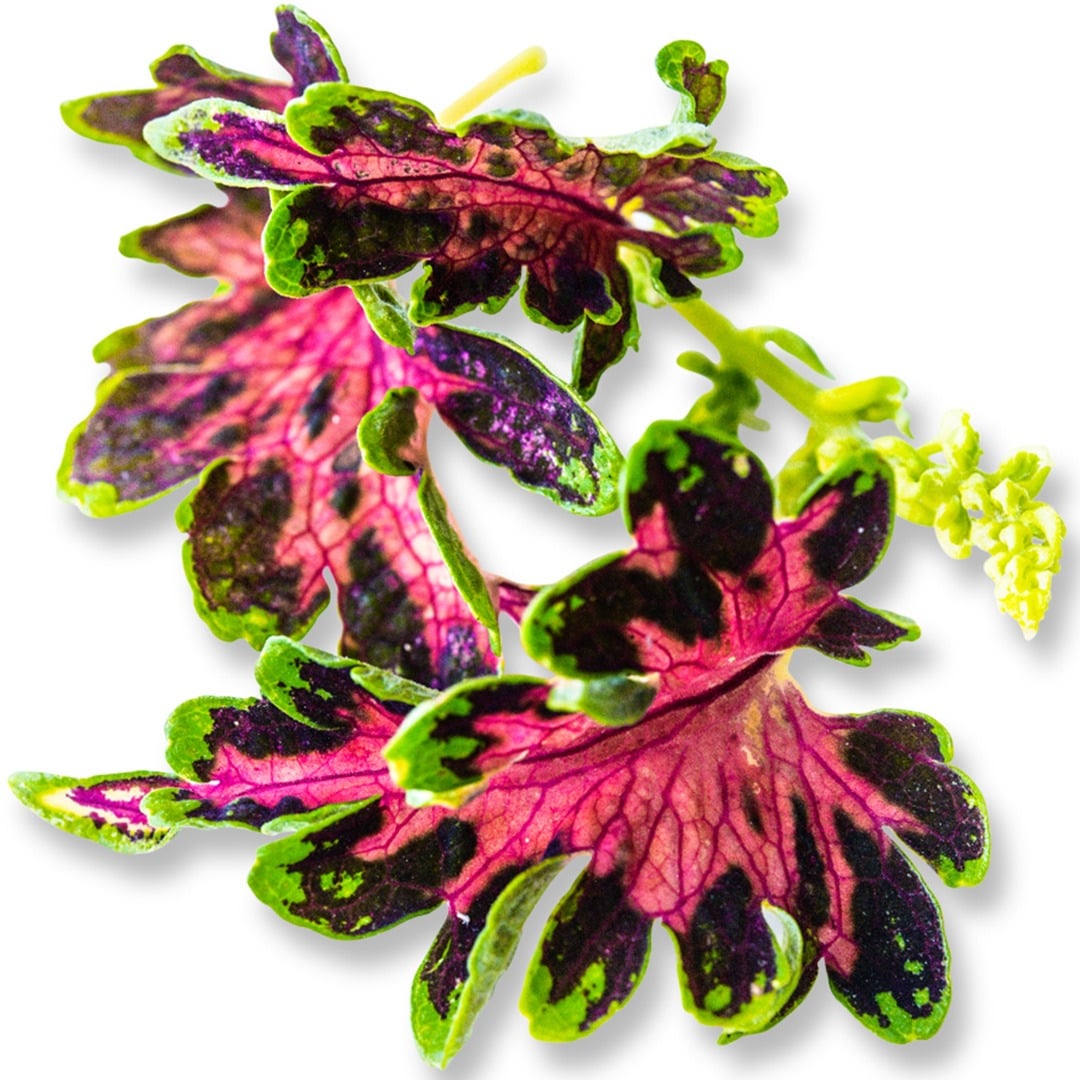 Colocha Rose Coleus on a white background.
