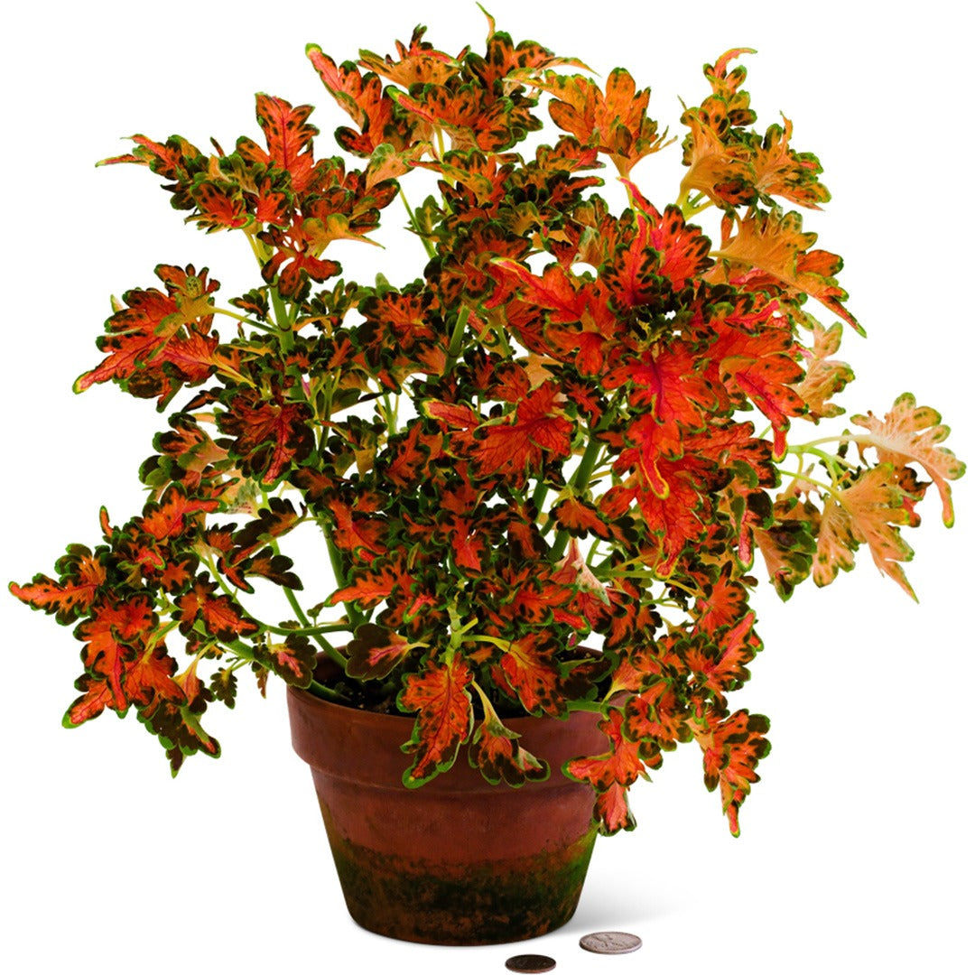 Colocha Sunset Coleus in a terracotta pot on a white background.