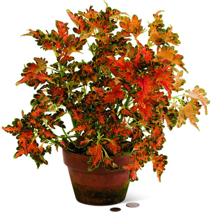 Colocha Sunset Coleus in a terracotta pot on a white background.