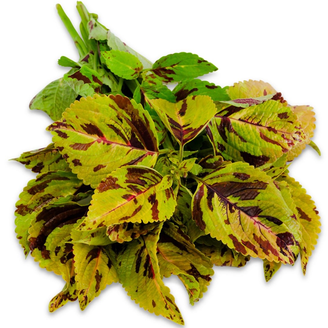 Folia Mosaic Coleus on a white background.