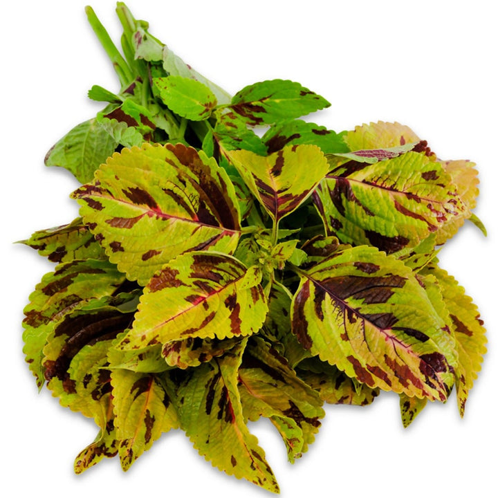 Folia Mosaic Coleus on a white background.