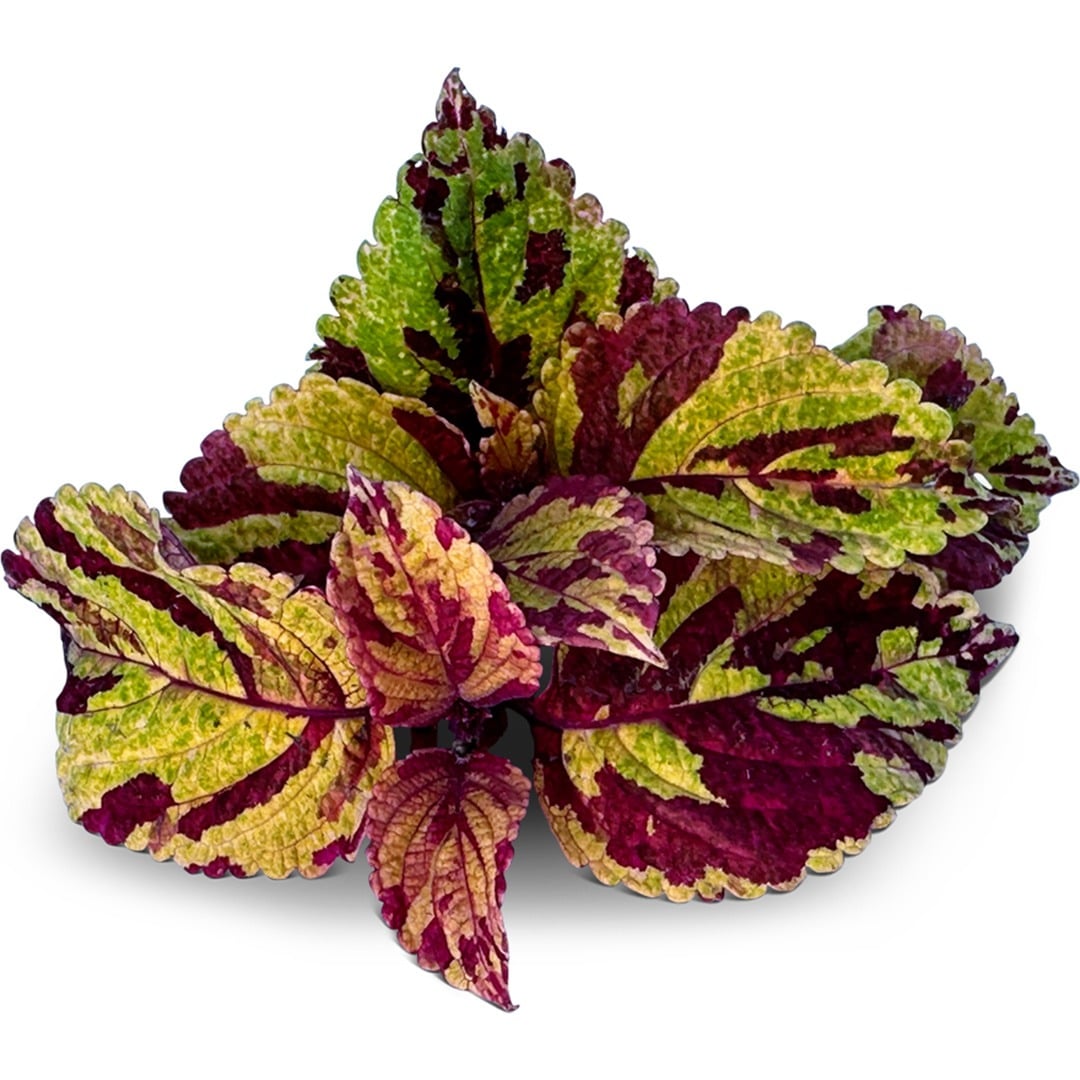 Folia Picasso Coleus on a white background.