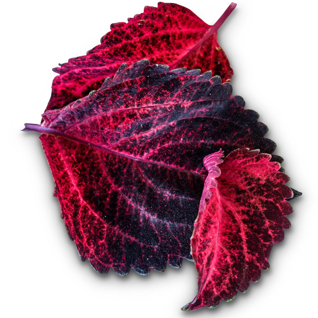A close-up view of Folia Sunset Coleus on a white background.