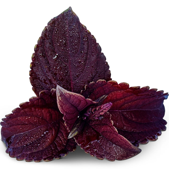 Folia Velvet Coleus leaves on a white background.
