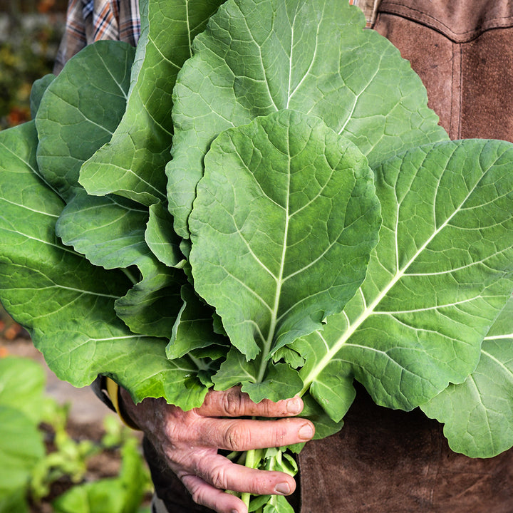 Gardener holding a handful of freshly plucked Georgia Southern or Creole Collards in a greenhouse.