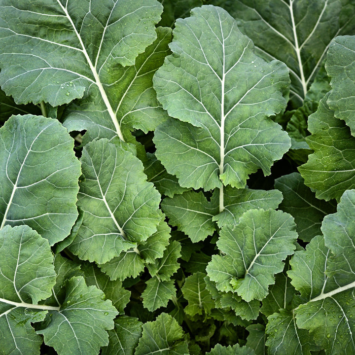 Georgia Southern or Creole Collards growing on the farm at Baker Creek in Missouri.