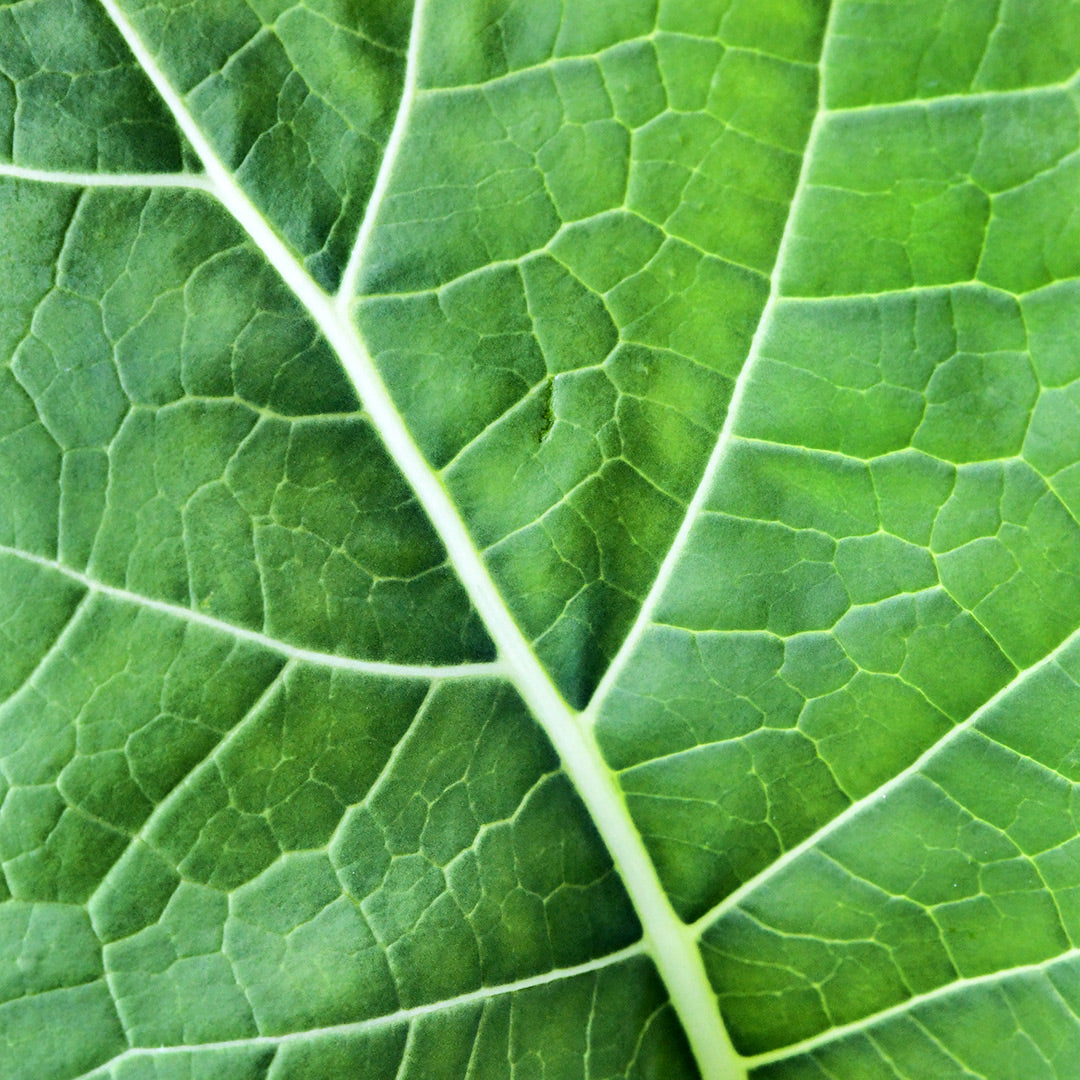 A close-up of a backlit Georgia Southern or Creole Collard leaf growing in the garden.