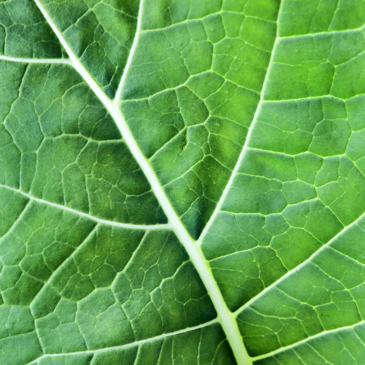 A close-up of a backlit Georgia Southern or Creole Collard leaf growing in the garden.
