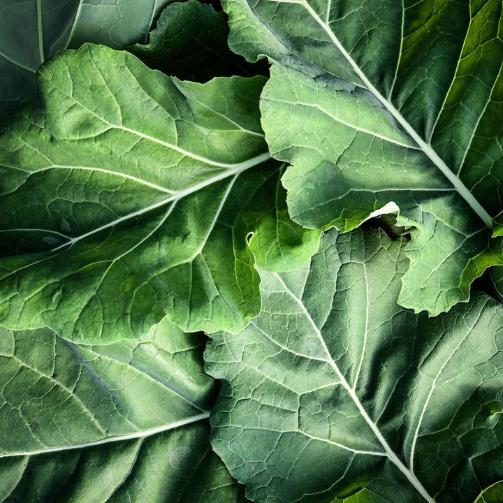 Several tender Georgia Southern or Creole Collards greens arranged for a photograph in the greenhouse at Baker Creek.