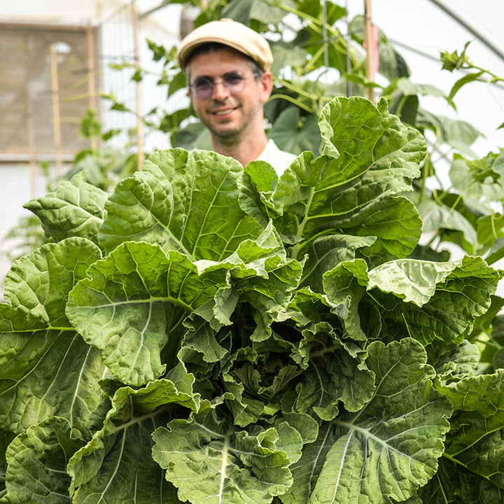 Jere Gettle is holding a giant Georgia Southern Collards head in a greenhouse at Baker Creek.
