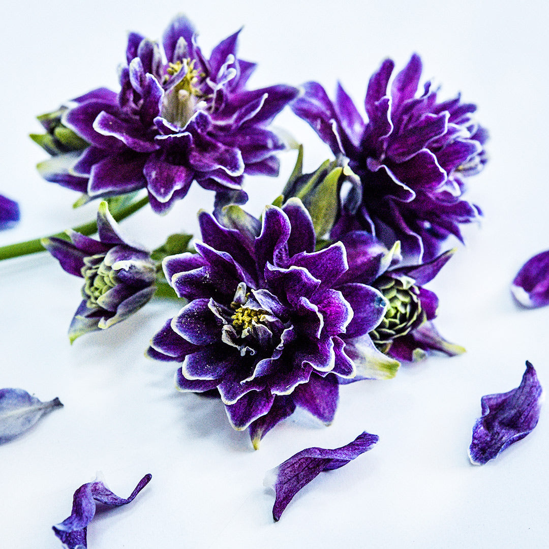 A trio of Barlow Double Columbine flowers surrounded with some buds and petals pn white.