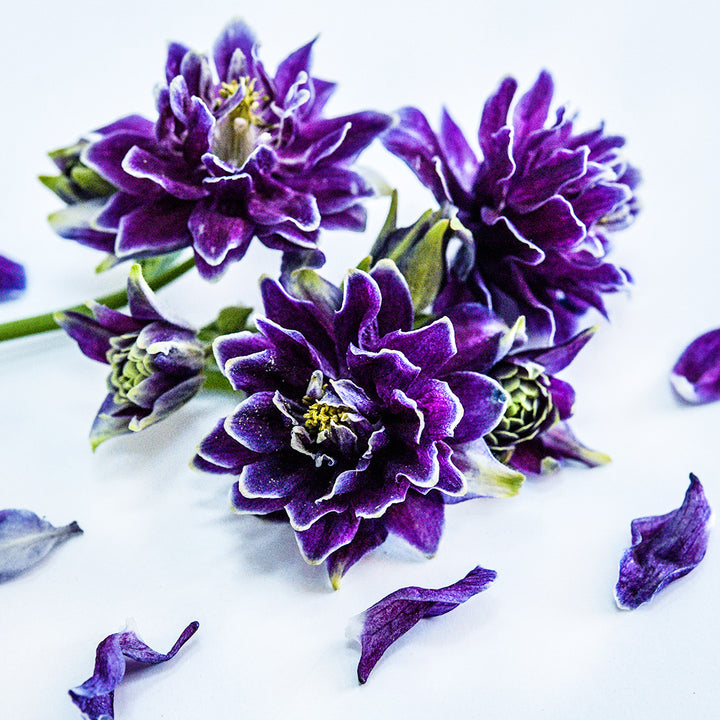 A trio of Barlow Double Columbine flowers surrounded with some buds and petals pn white.
