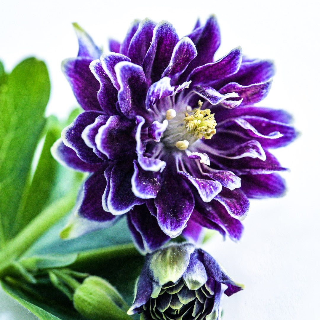 A single Barlow Double Columbine flower with foliage poses for the camera on a high-key background.