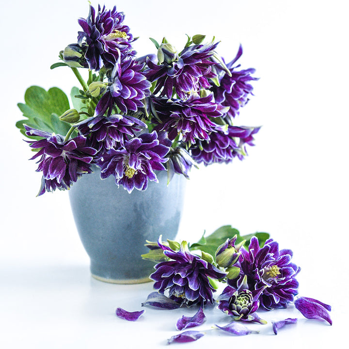 An arrangement of Barlow Double Columbine flowers in a grey ceramic vase on a white background.
