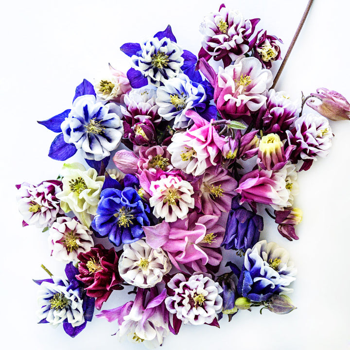 An overhead view of the Double Mix Columbine flower assortment on a white background.