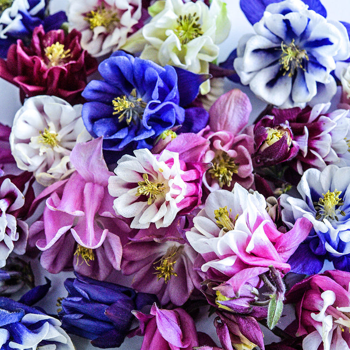 A close-up detailed view of most of the colors in the Double Mix Columbine flower assortment.