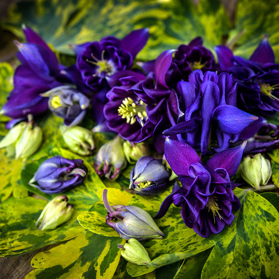 Close up of Columbine Flower