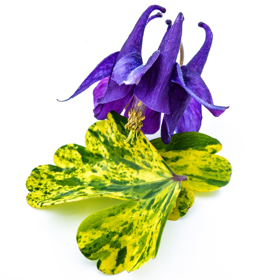 Leprechaun Gold Columbine flower with yellow and green variegated leaves.